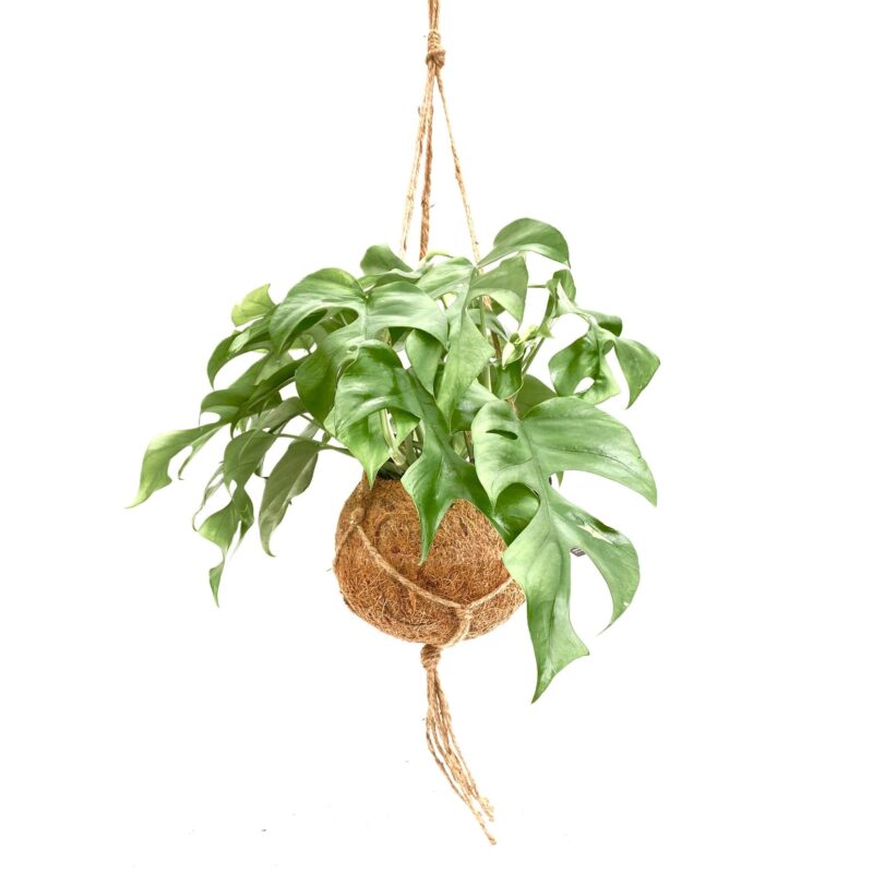 Kokodama Monstera csüngő mohalabdás szobanövény - Korall Virág Orosháza