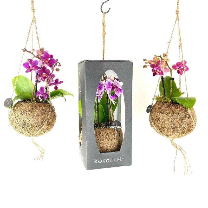Kokedama Orchidea mohagömbbe ültetett különleges elegáns szobanövény Korall Virág Orosháza