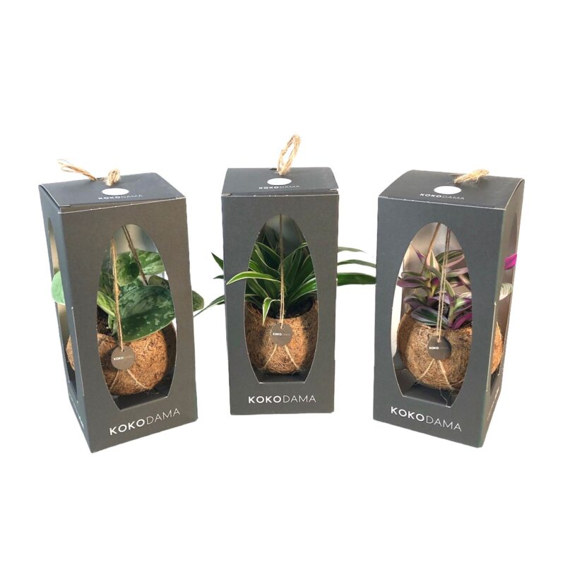 Kokodama csüngő zöldmix díszdobozban mohalabdás szobanövények - Korall Virág Orosháza