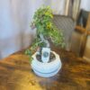 Bonsai mix 30 cm beltéri díszfa válogatás Korall Virág Orosháza