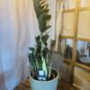 Zamioculcas zamiifolia Raven fekete levelű agglegénypálma különleges szobanövény Korall Virág Orosháza