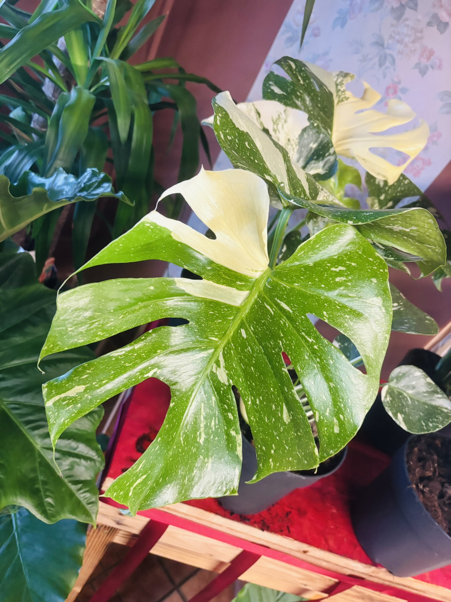 IMG_5173 Monstera Thai Constellation variegata különleges fehér foltos szobanövény Korall Virág Orosháza