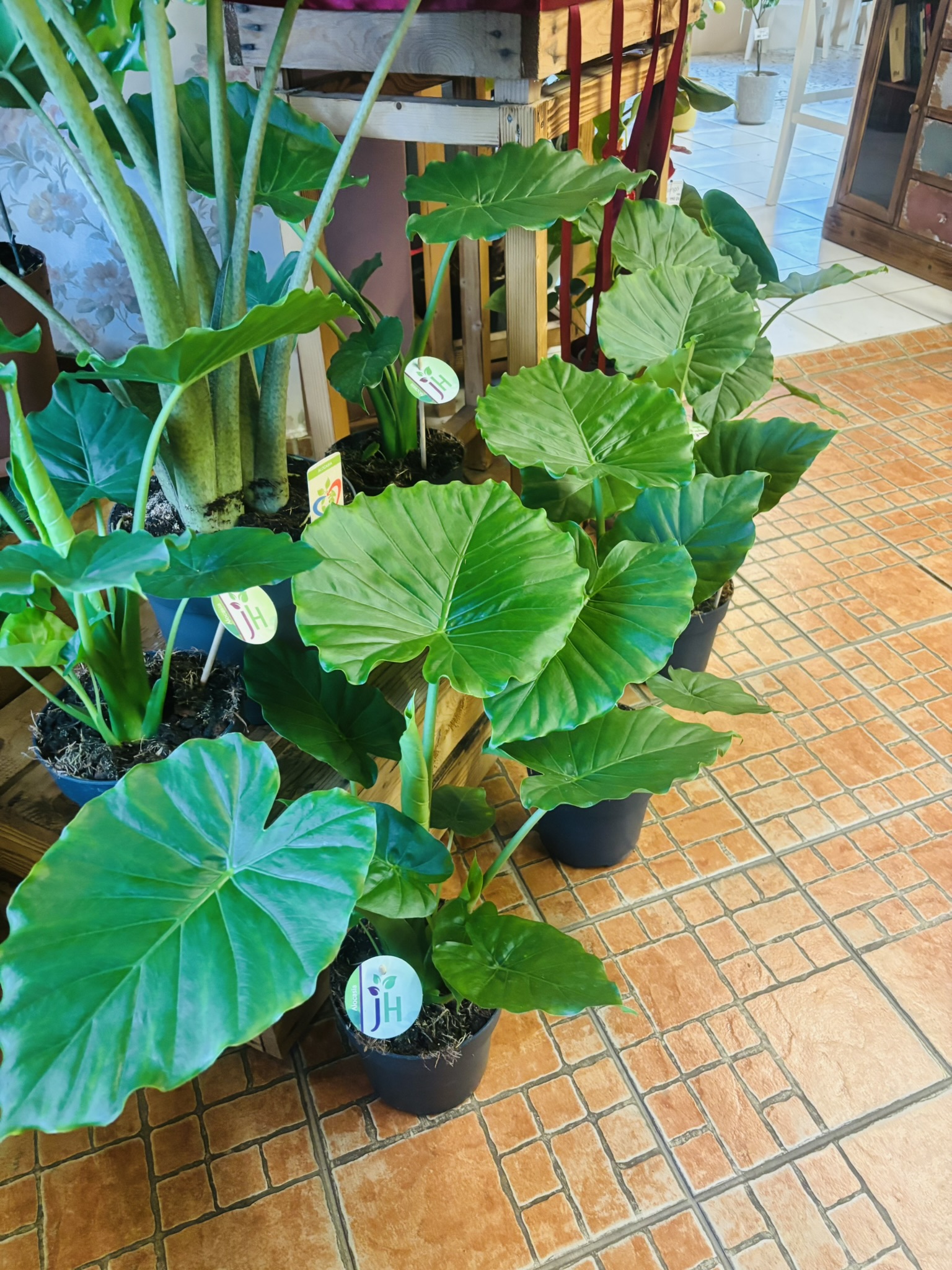 IMG_5181 Alocasia Macrorrhiza óriás elefántfül növény Korall Virág Orosháza