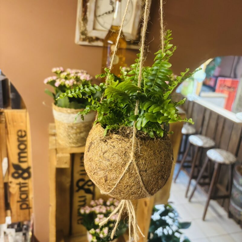 Kokedama zöldmix mohagömbbe ültetett különleges válogatás Korall Virág Orosháza