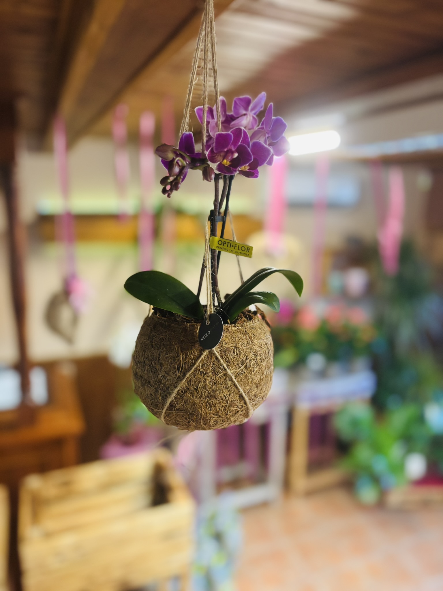 IMG_5184 Kokedama Orchidea mohagömbbe ültetett különleges elegáns szobanövény Korall Virág Orosháza