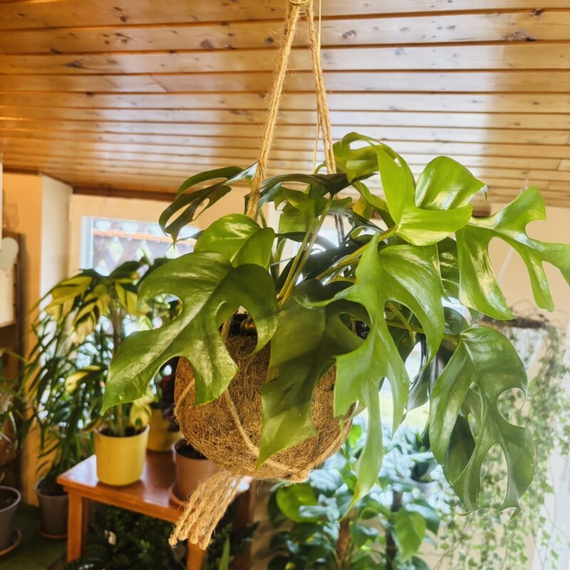 Kokedama Monstera mohagömbbe ültetett különleges függő szobanövény Korall Virág Orosháza