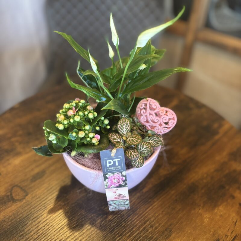 Valentin-napi prémium növénybeültetés vitorlavirággal és sárga korallvirággal