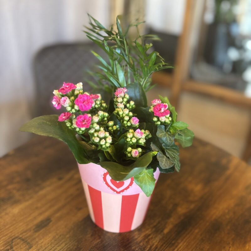 Valentin-napi korallvirág kompozíció szíves kaspóban"