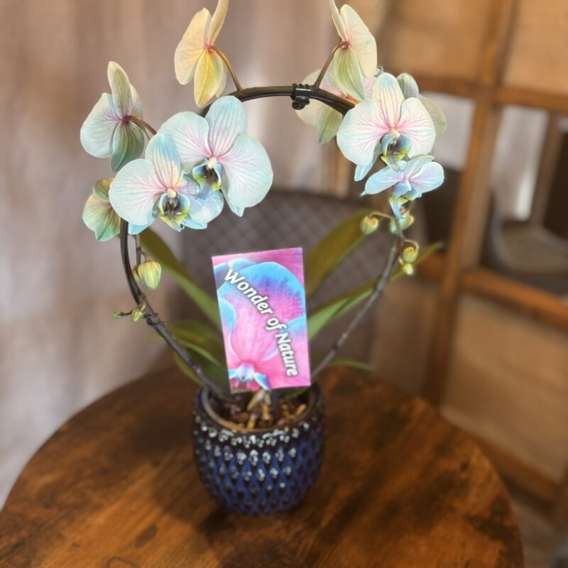 Exkluzív kék íves lepkeorchidea sötétkék kerámia kaspóban